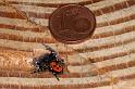 Eresus_sandaliatus_D3039_Z_85_NP De Hoge Veluwe_Nederland